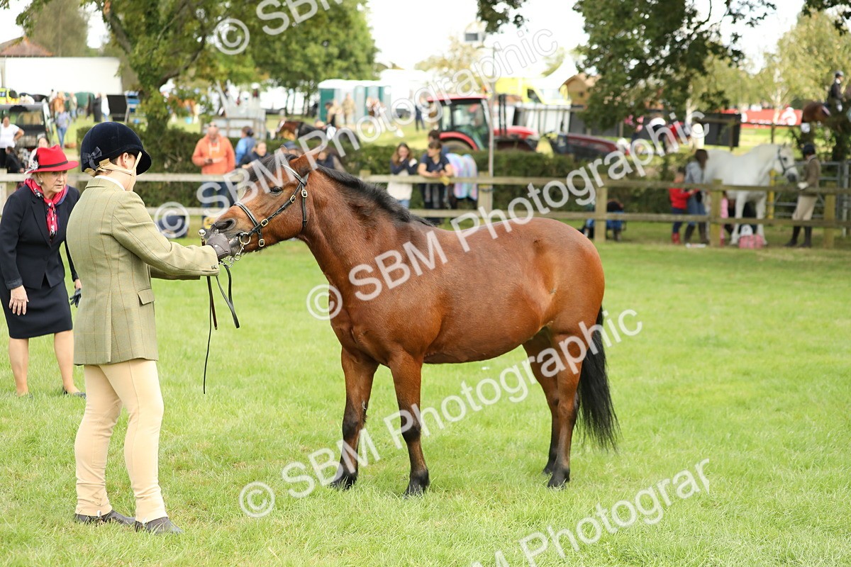 SBM_62806 - S46 - Mountain & Moorland In Hand Small Breeds