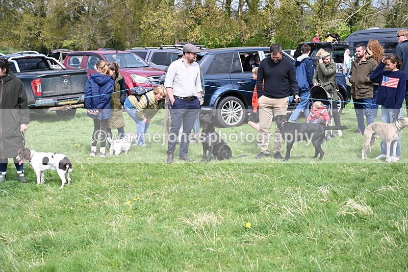 WJ6_8692 - Class 8 Best Working / Gun Dog or Bitch