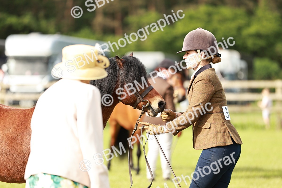 SBM_00512 - Class 14-23 - Mountain & Moorland In Hand Non Welsh