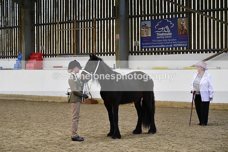 WJ5_4222 - Class 6 In hand M&M - Large Breeds