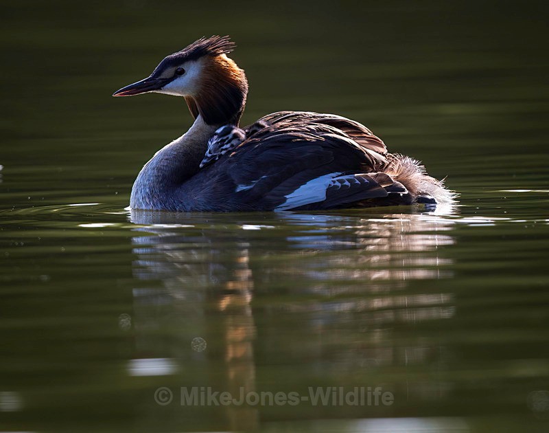 GREBE CHICKS 20 - Grest Crested Grebe chicks (Humbugs)