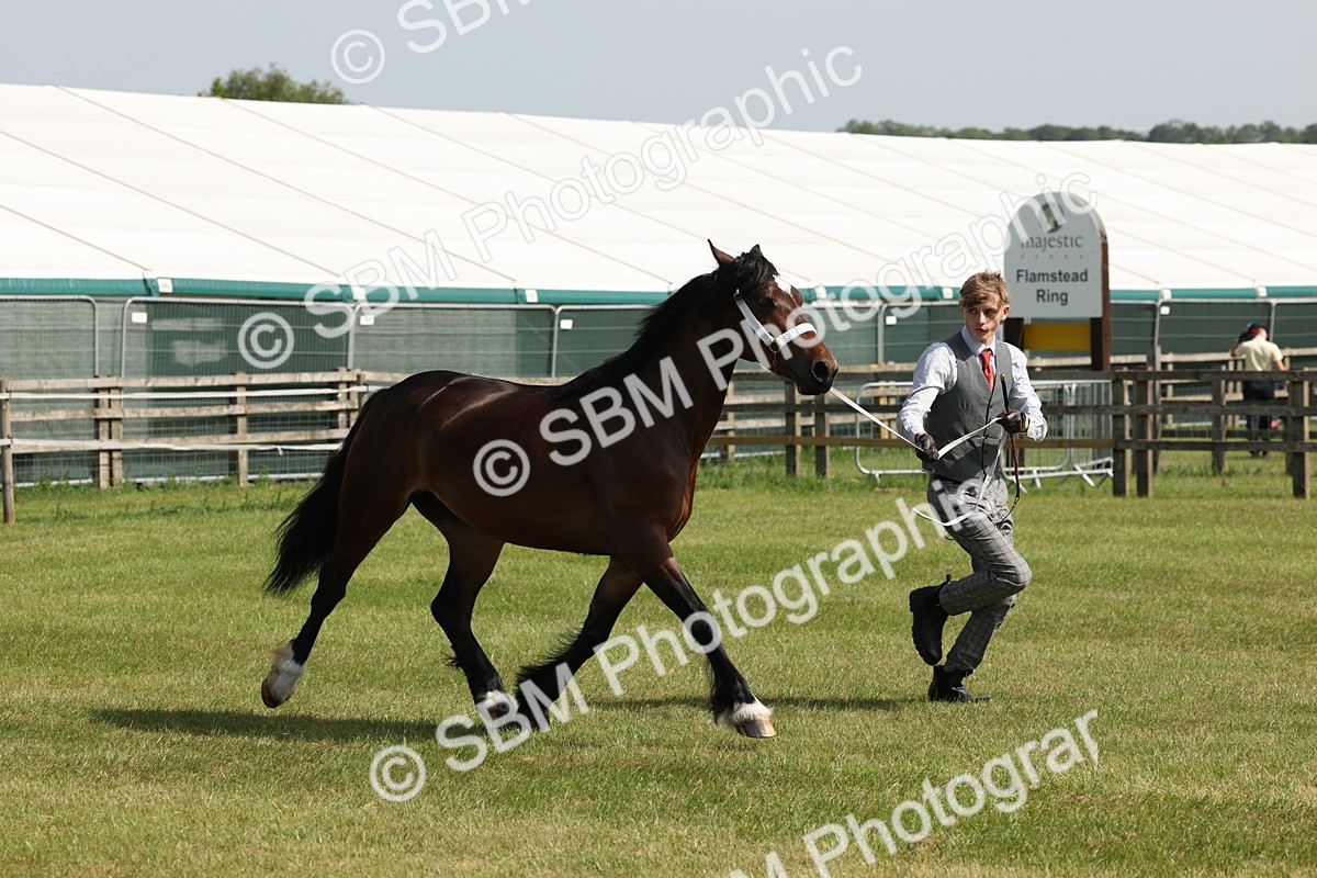 SBM_02257 - Class 6-13 - Mountatin and Moorland In Hand Welsh Breeds