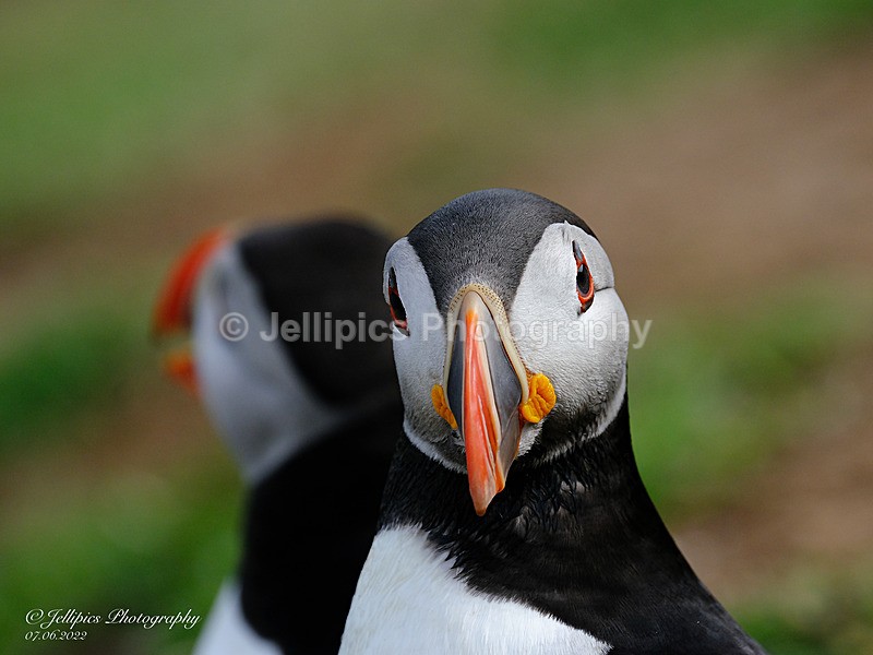  - Wildlife and Nature