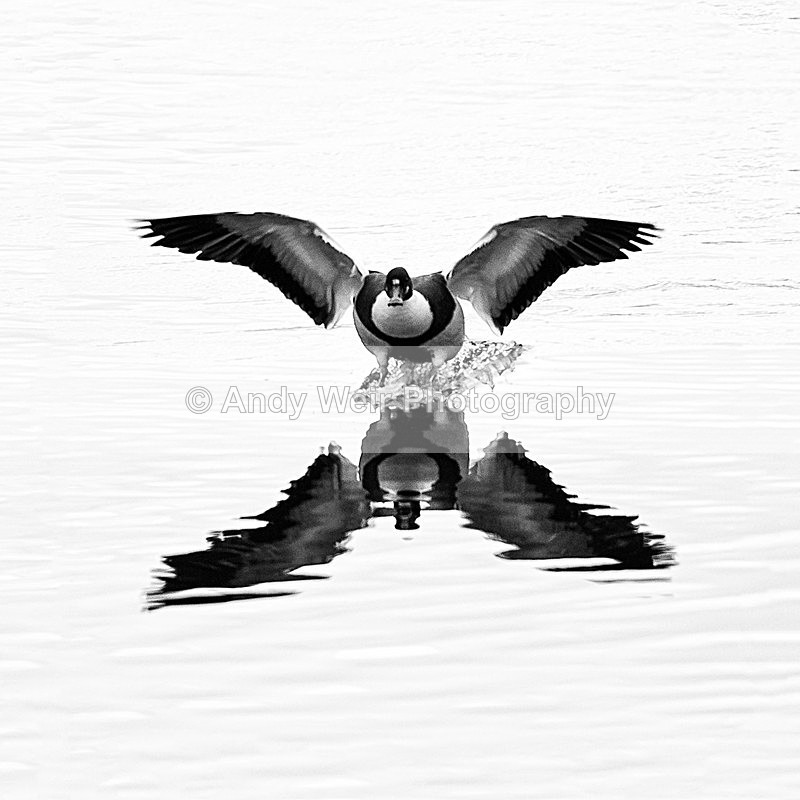 X Marks the Spot - Shelduck