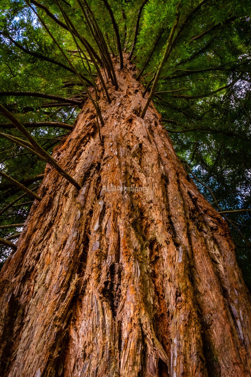Sequoia at Stuckgowan - My Scotland - The Landscapes