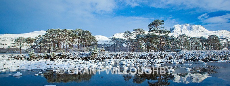  - Scots Pines