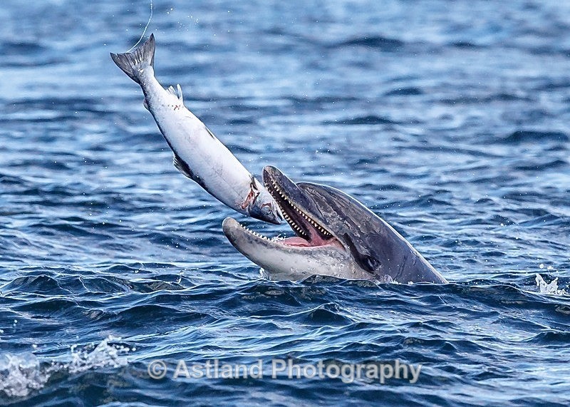 Astland Photography, Bird and Wildlife Images, Susan and Peter Wilson, U.K.