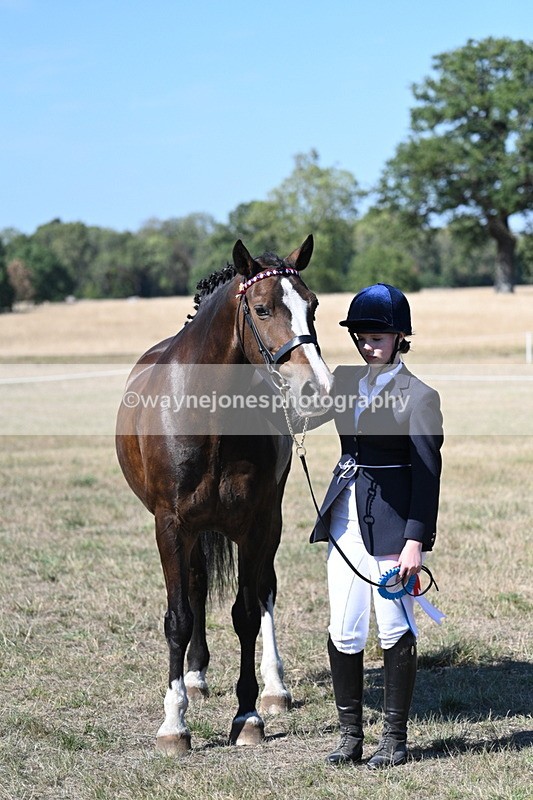 WJ7_1655 - Class 42 Most Handsome Gelding
