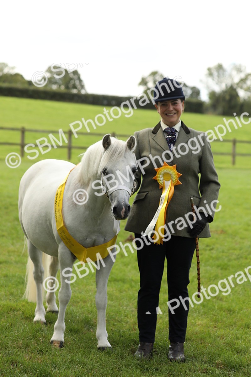 SBM_62842 - S46 - Mountain & Moorland In Hand Small Breeds
