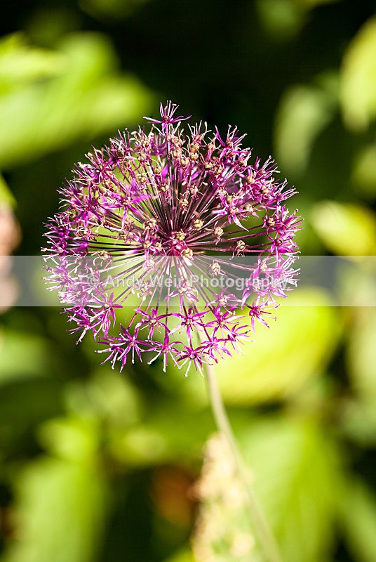 20130621-_MG_4384-2016 - Plants & Flowers