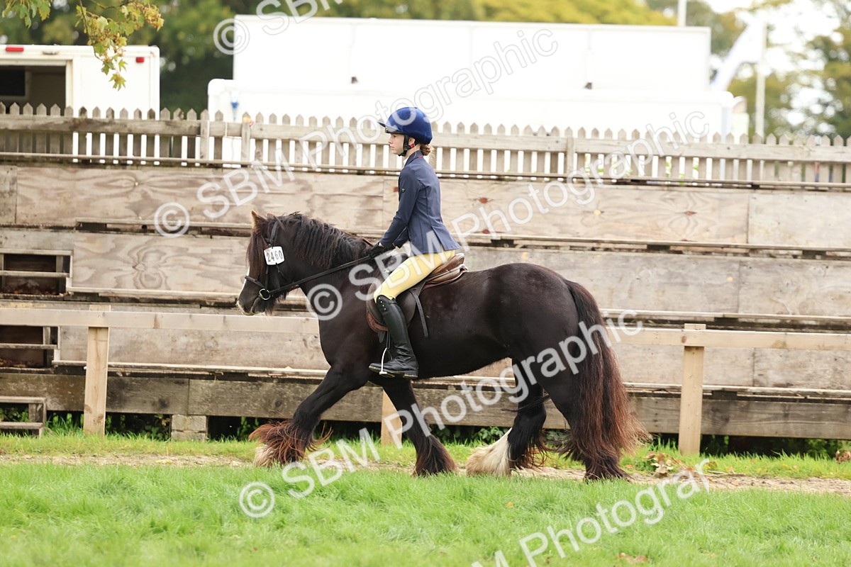 SBM_67546 - S60 - Mini Show Cob Ridden