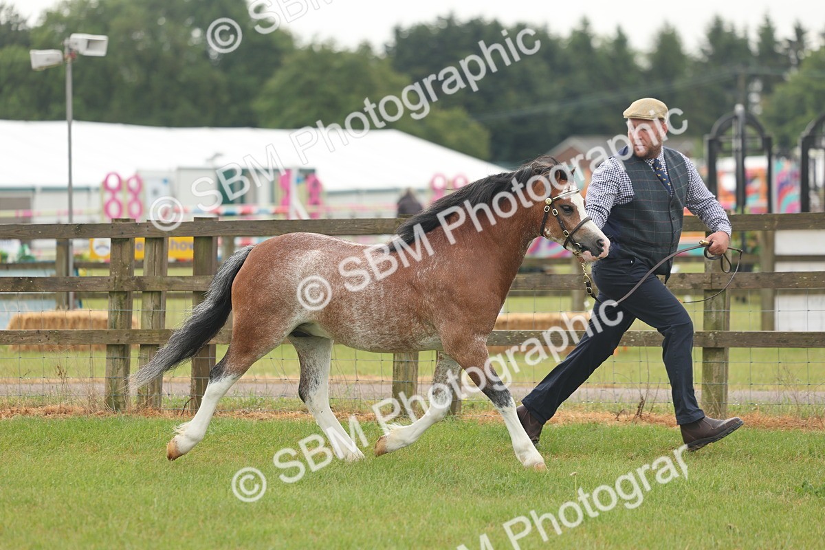 SBM_01340 - Class 50-57 - M&M Welsh Pony In Hand