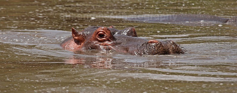  - African Safaris