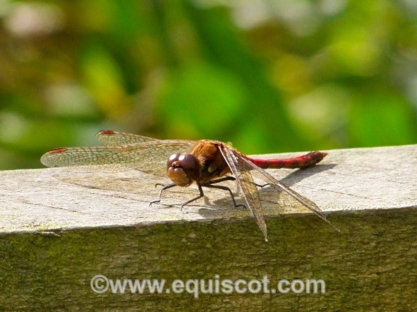  - Wildlife & Landscape