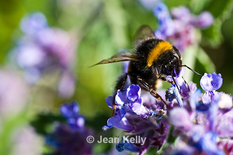 Bee - 3744 - Insects