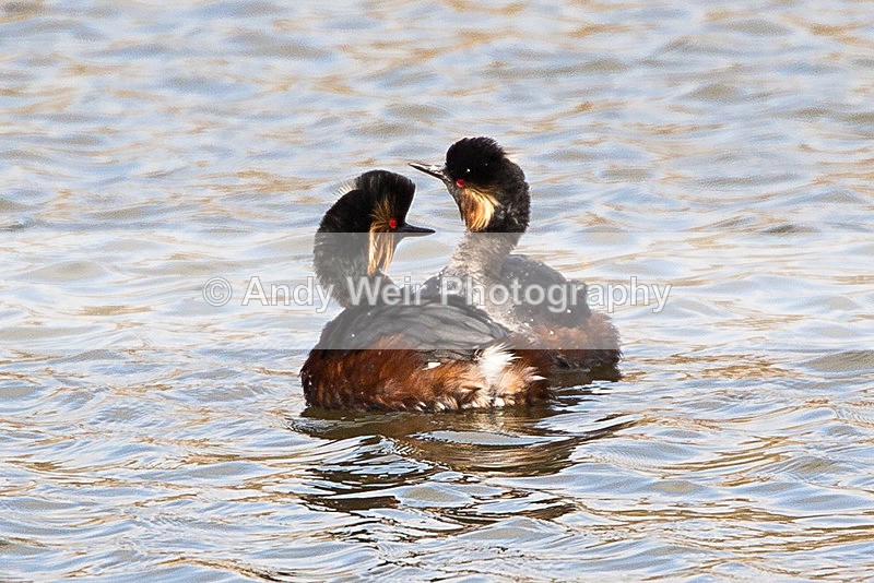 20140315-3K8A9289 - Black-necked Grebe