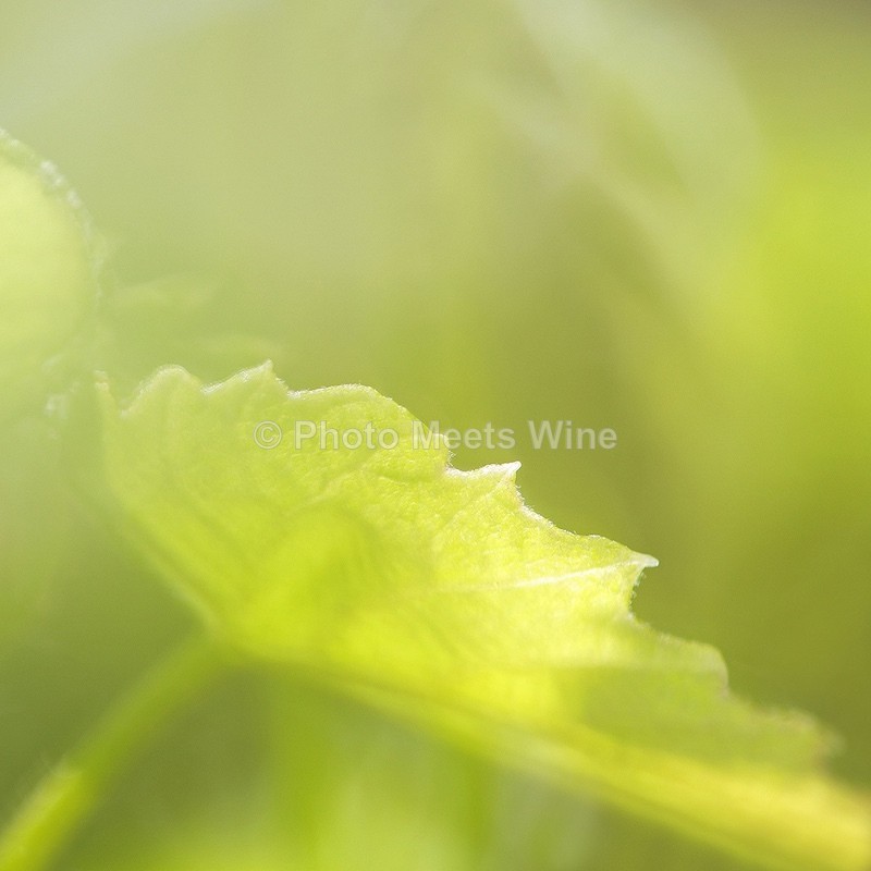  - Details & Abstracts / Details & Abstrakte Bilder