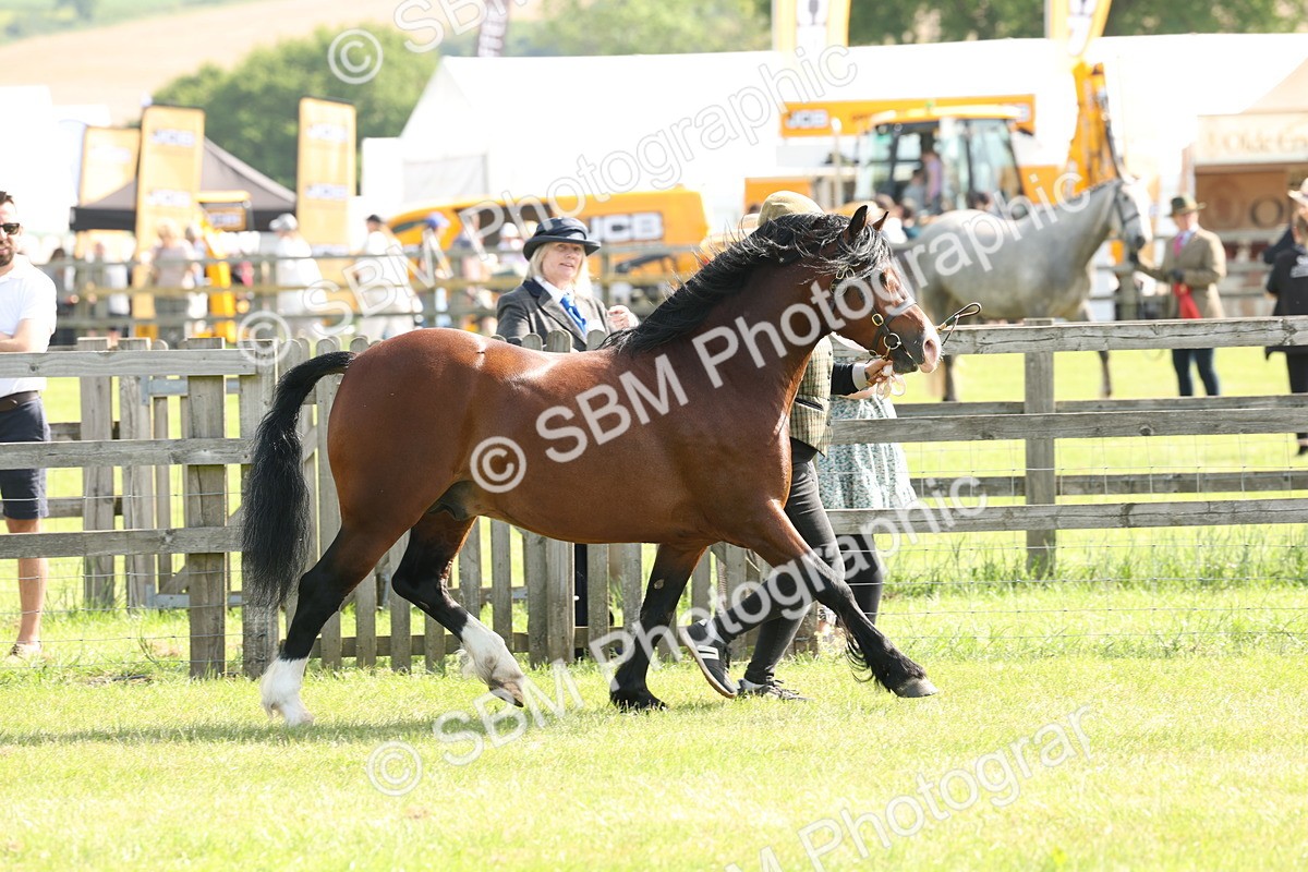 SBM_02102 - Class 6-13 - Mountatin and Moorland In Hand Welsh Breeds