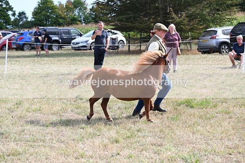 WJ6_6962 - Class 21 Shetland & Mini Horses