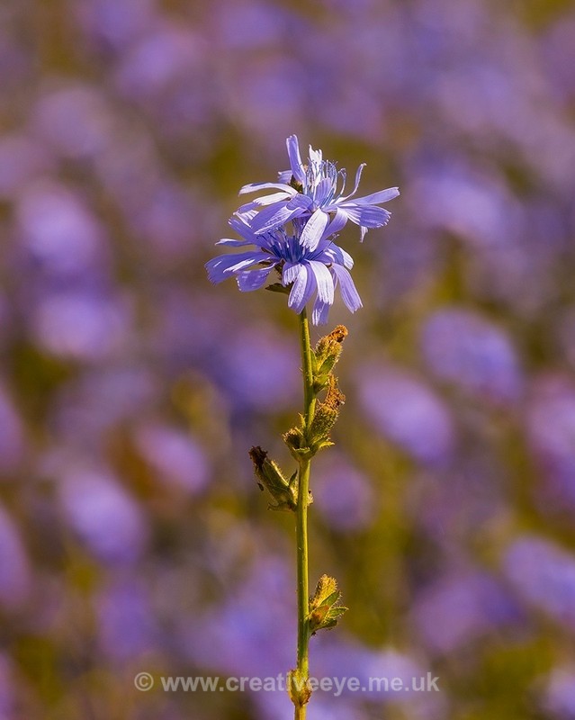 No.0113 Rutland Chicory - Landscape