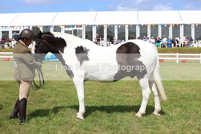 3E7A0065 - Class 5: Rising Star Lightweight/Heavyweight Cobs