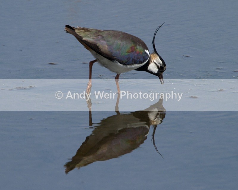 20110425-IMG_5054 - Lapwing