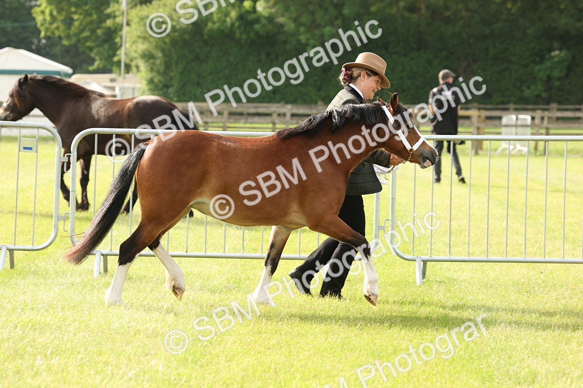 SBM_00392 - Class 6-13 - Mountatin and Moorland In Hand Welsh Breeds