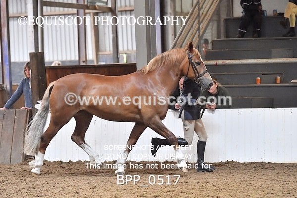 BPP_0517 - RING 1