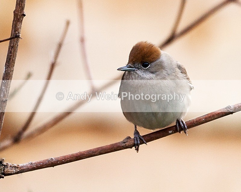 20090110-014-492 - Warblers