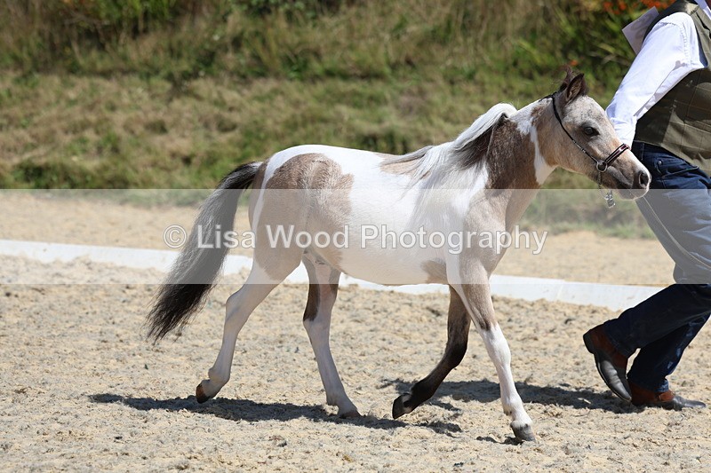 3E7A9456 - Class 30: Mnititature Horse