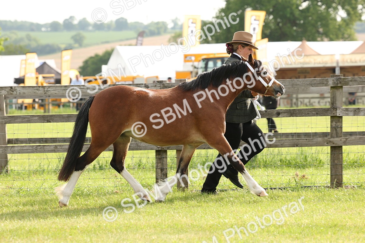 SBM_00390 - Class 6-13 - Mountatin and Moorland In Hand Welsh Breeds