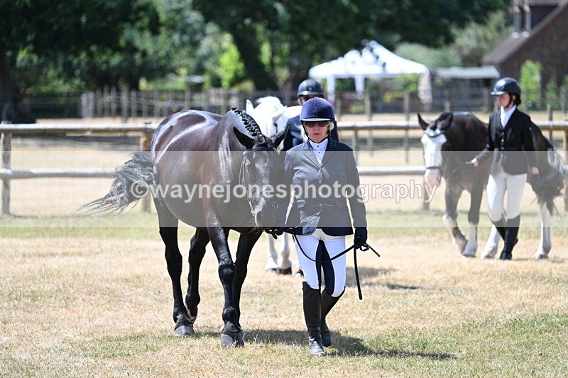 WJ7_2426 - Class 5a Most Handsome Gelding in hand (above 14.2hh)