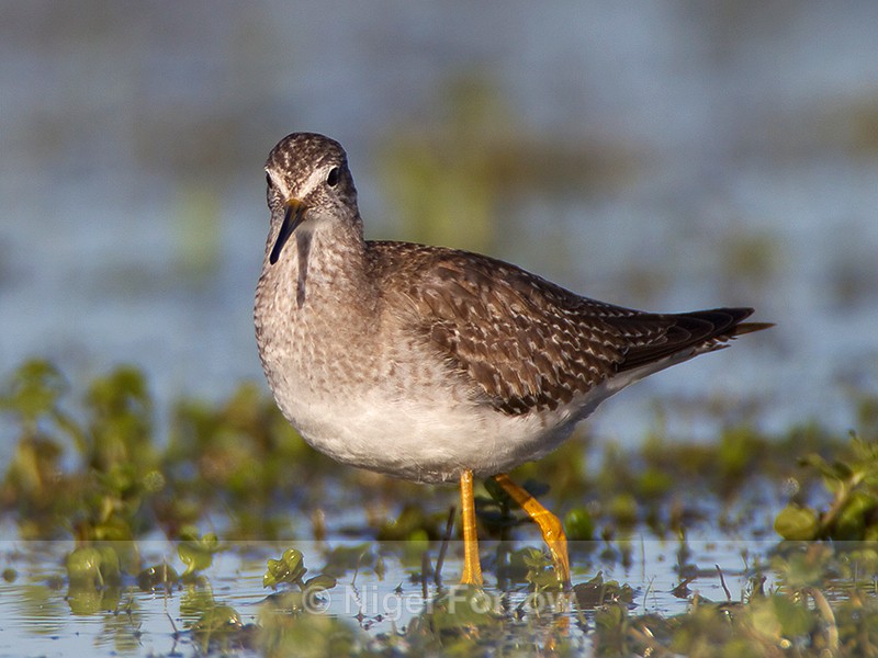 Lesser Yellowlegs (juvenile) on the Port Meadow floods - Lesser Yellowlegs