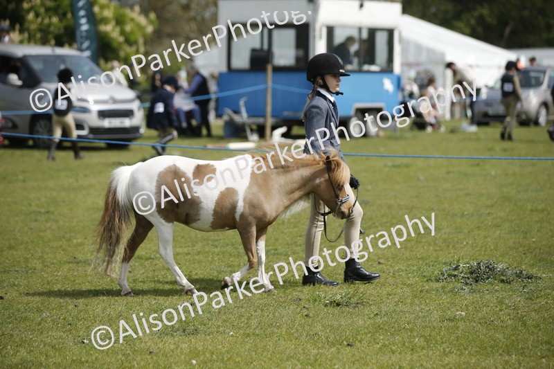20260426-1846 - Class 7 - Pony Judge Would Most Like To Take Home