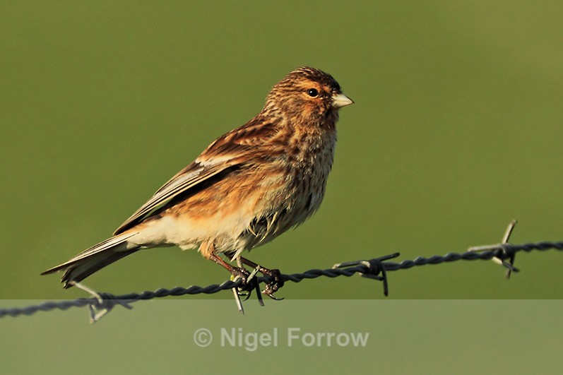 Linnet perched on a barbed wire fence on Islay - Common Linnet