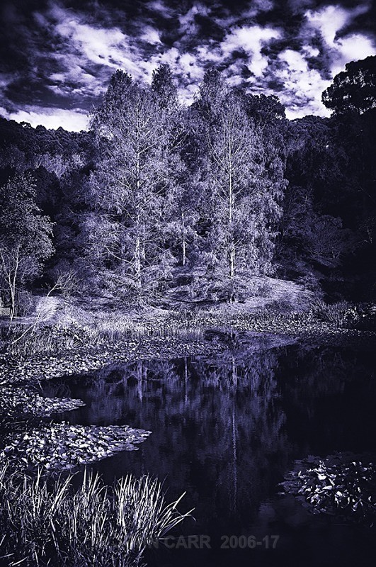 MtLoftyAutumnBlueReflections - TREES, FLOWERS AND PLANT PHOTOS