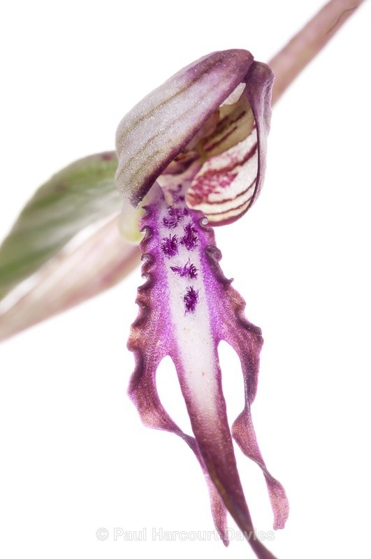  - WB: Orchids - Various