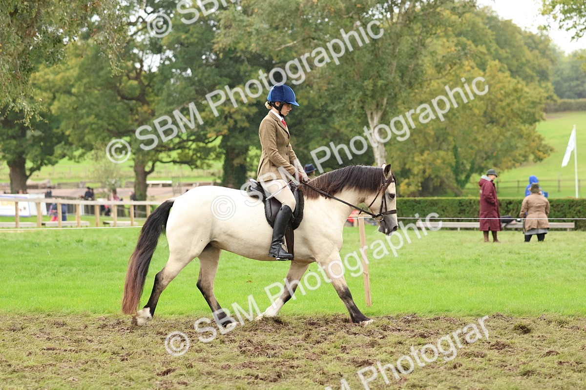 SBM_69561 - S62 - Mountain & Moorland Ridden Large Breeds