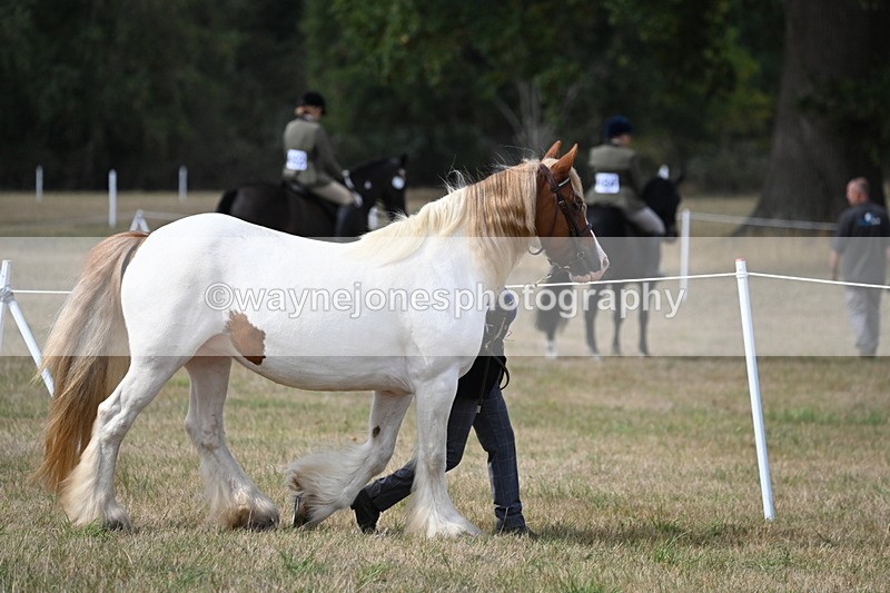 WJ6_6433 - Class 20 In-hand Cob