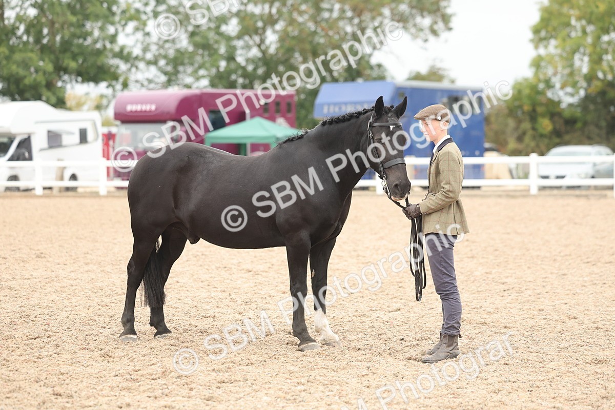 SBM_19852 - Class 318 - IH Part Bred Horse-Pony