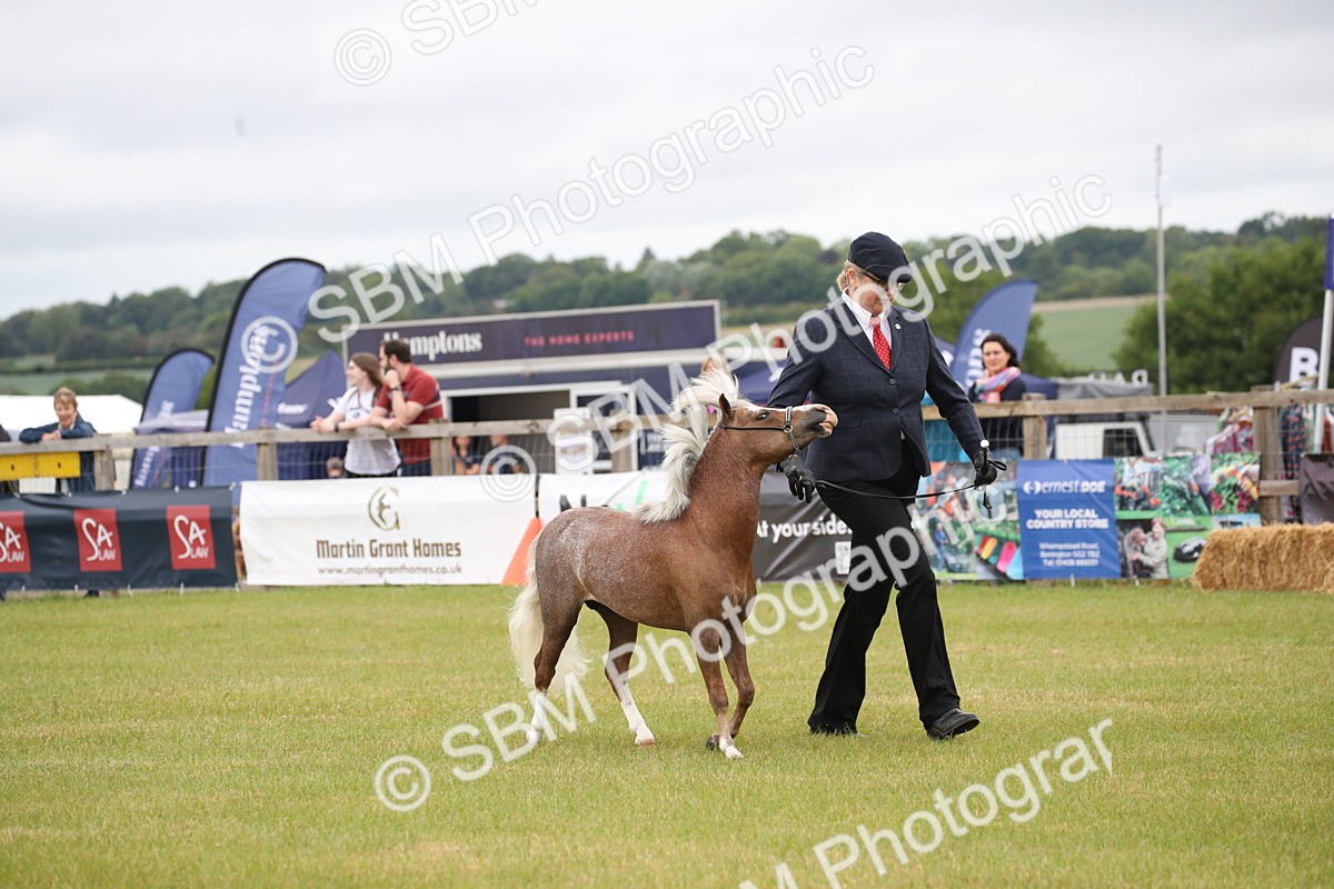 SBM_03746 - Class 23-25 - British Miniature Horse of the Year