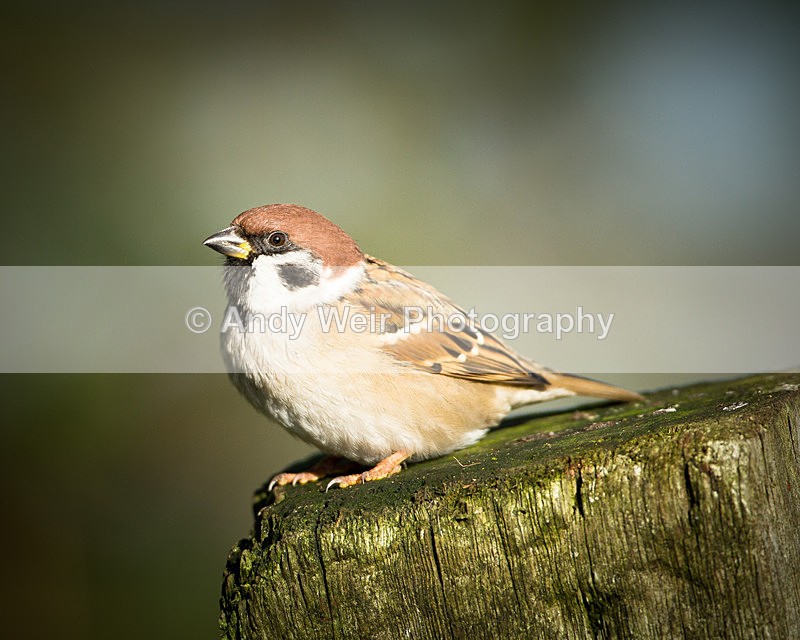 20121118-_MG_1438 - Tree Sparrow