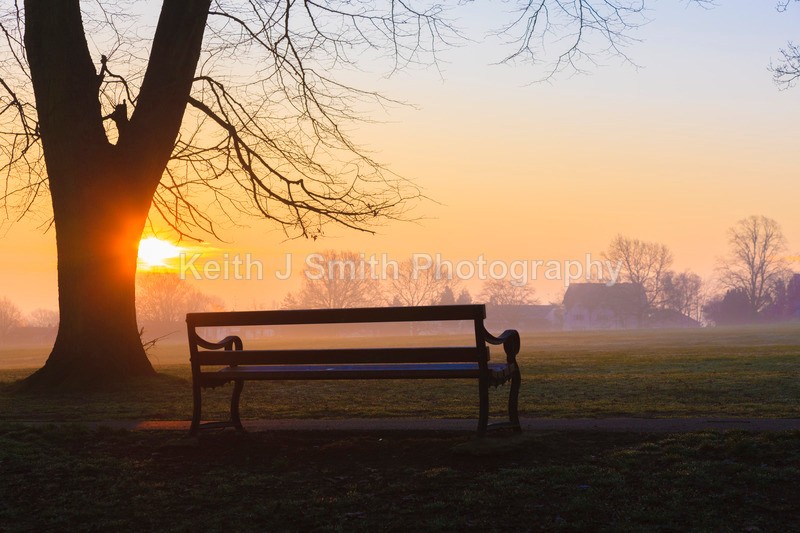 9SKJ2577 - Trees in Abington Park