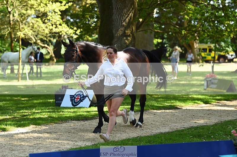 230524-153230-00339 - 357-VIVENDI_HERO-Saffron_Cresswell-WEDTrotUp+DR