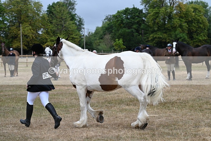 WJ7_0061 - Class 5a Most Handsome Gelding (above 14.2hh)