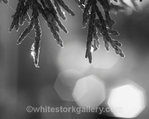  - Slow Photography