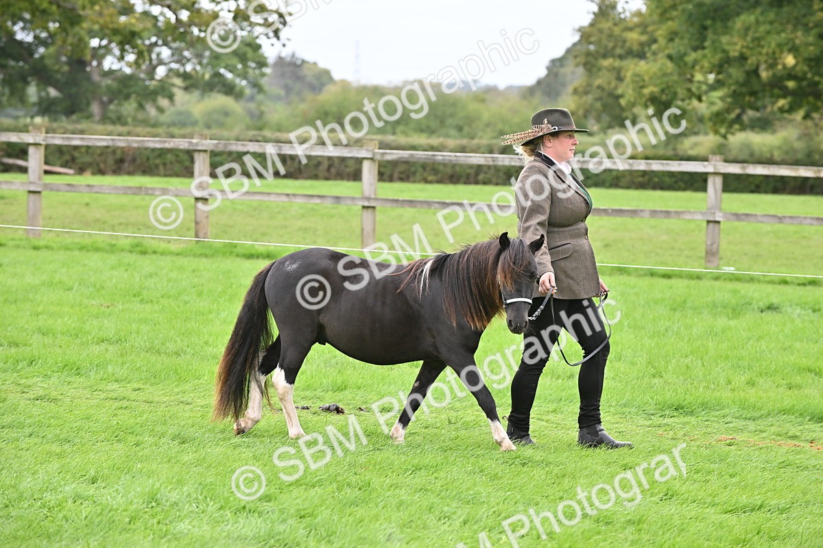 SBM_64926 - S50 - Show Pony & Show Hunter Pony In Hand