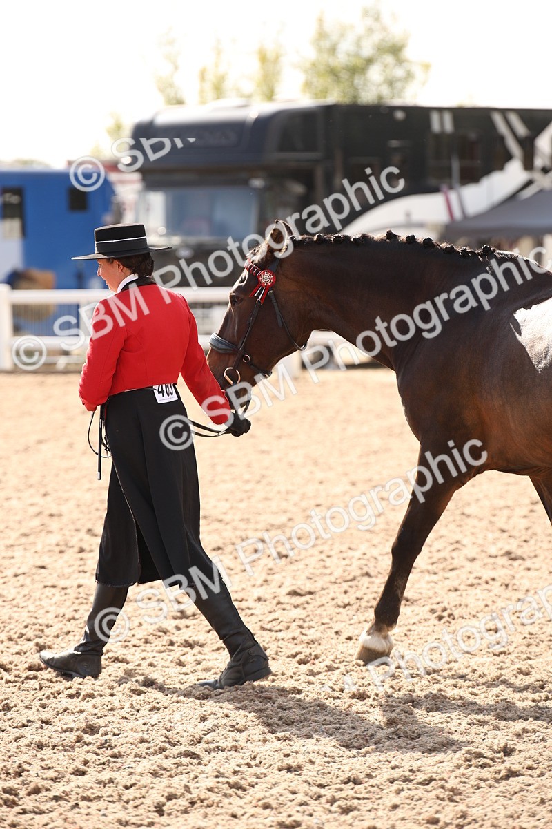 SBM_07417 - Class 26 IH Foreign Breeds -Part bred