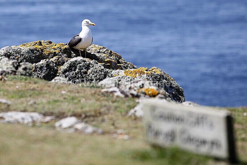 _56A7140 - Skomer 2019