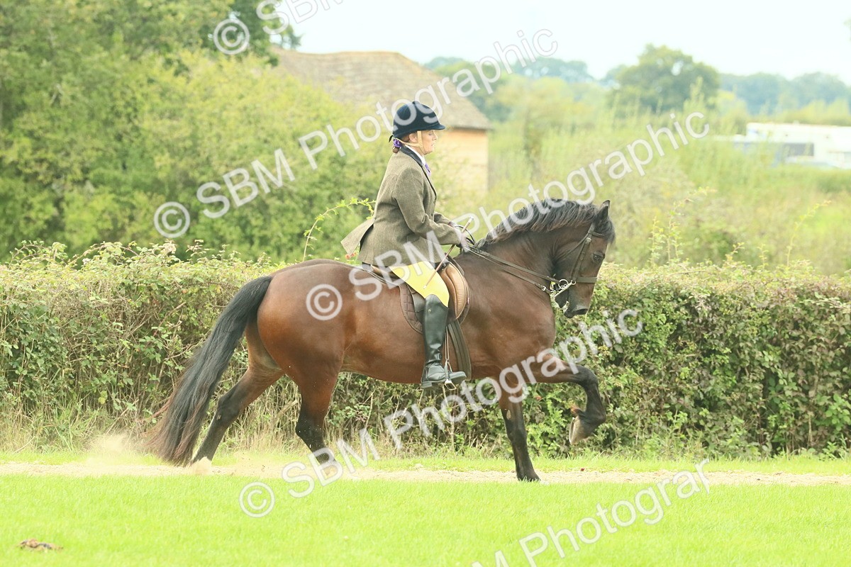 SBM_71876 - S60 - Mountain & Moorland Ridden Large Breeds